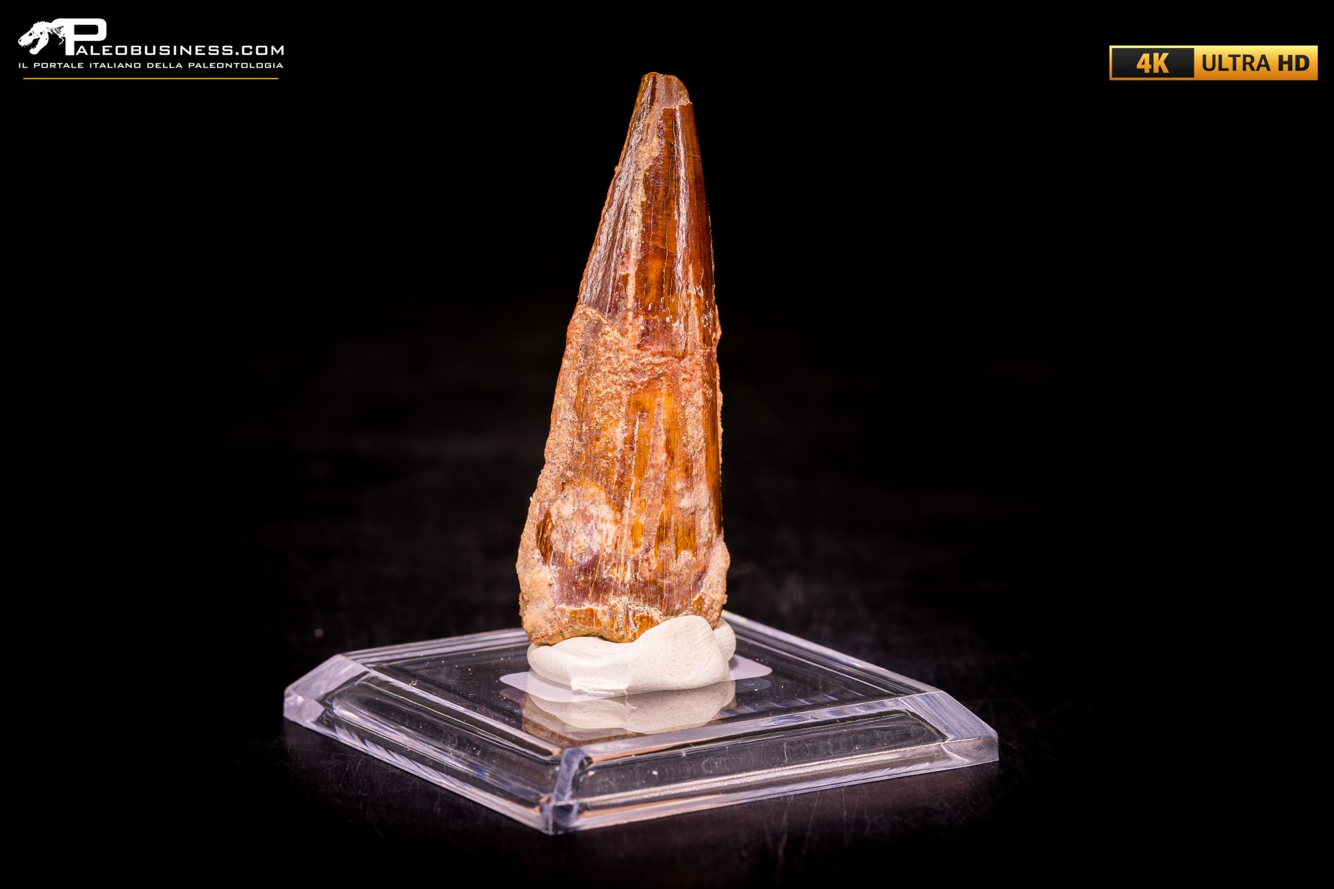 Dente di Spinosaurus aegyptiacus Dente di Spinosaurus aegyptiacus