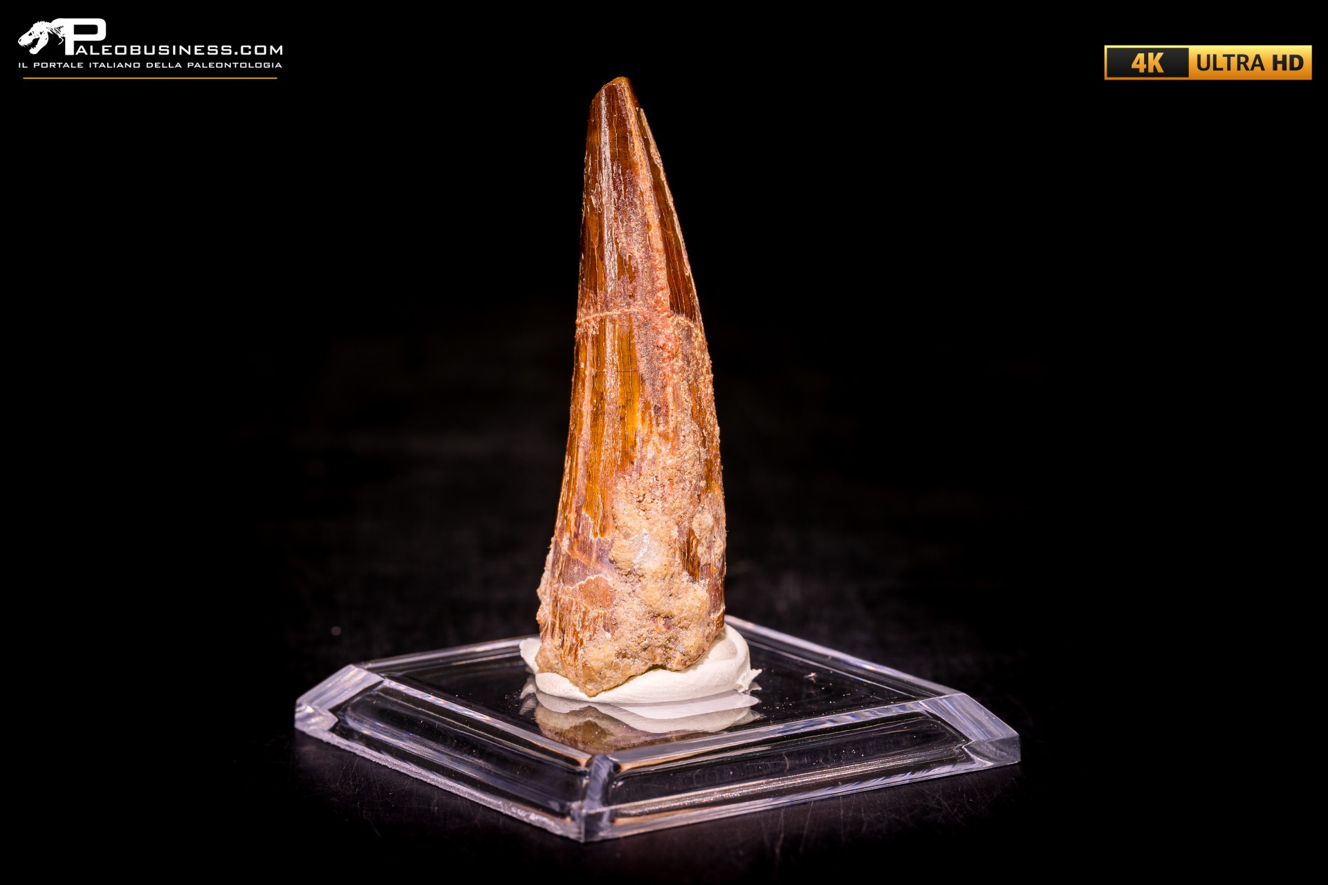 Dente di Spinosaurus aegyptiacus Dente di Spinosaurus aegyptiacus