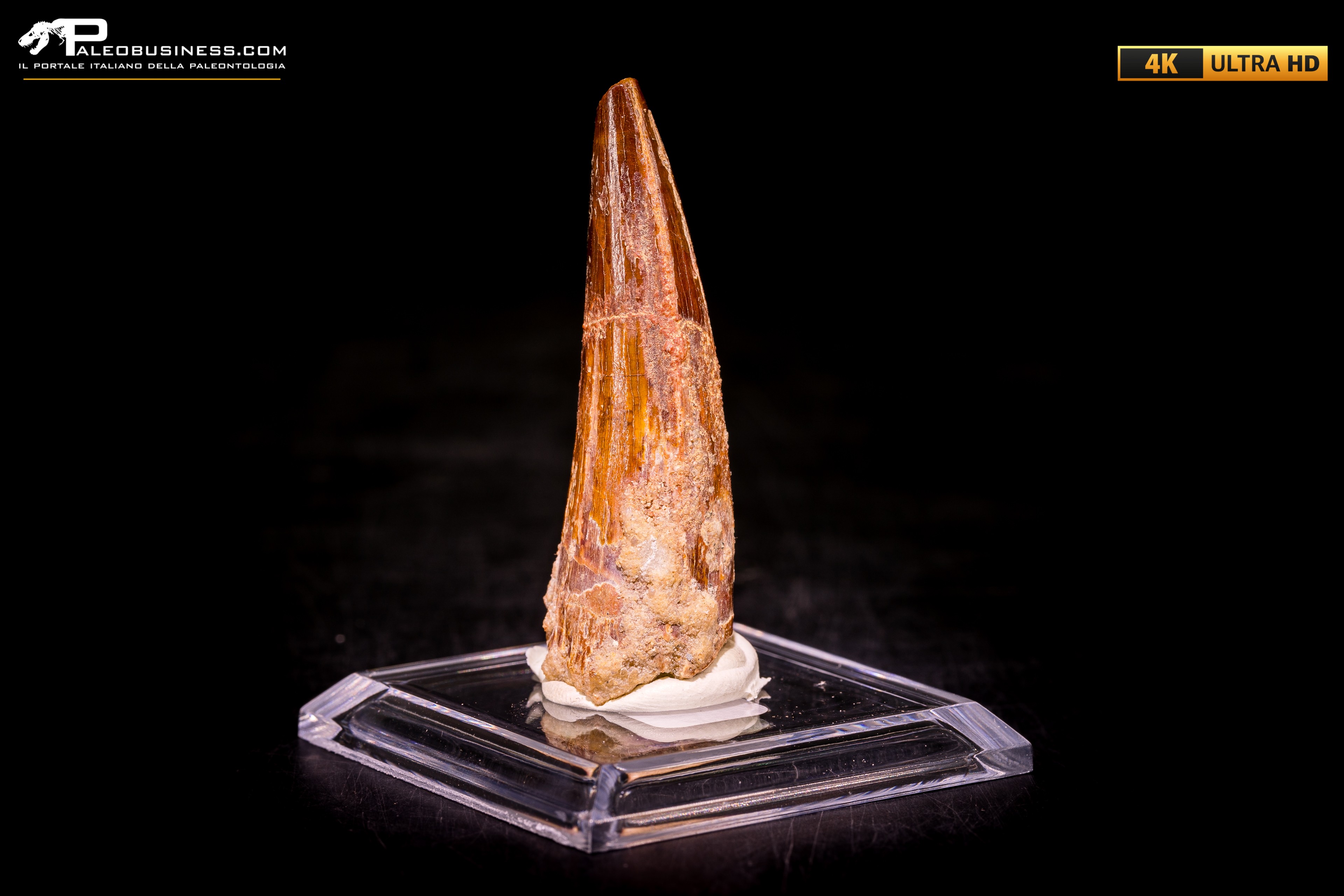 Dente di Spinosaurus aegyptiacus