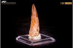 Dente di Spinosaurus aegyptiacus