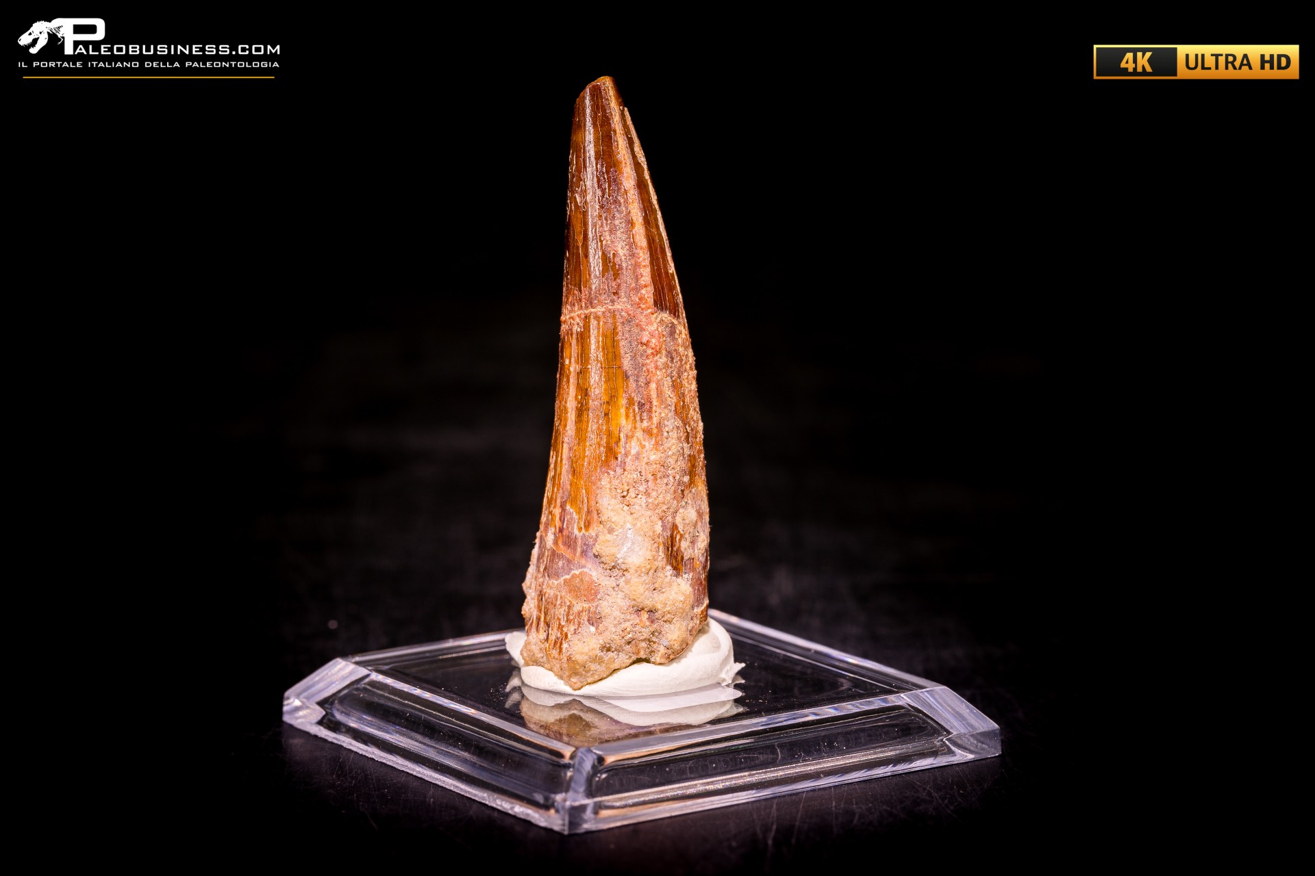 Dente di Spinosaurus aegyptiacus Dente di Spinosaurus aegyptiacus