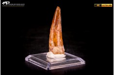 Dente di Spinosaurus aegyptiacus