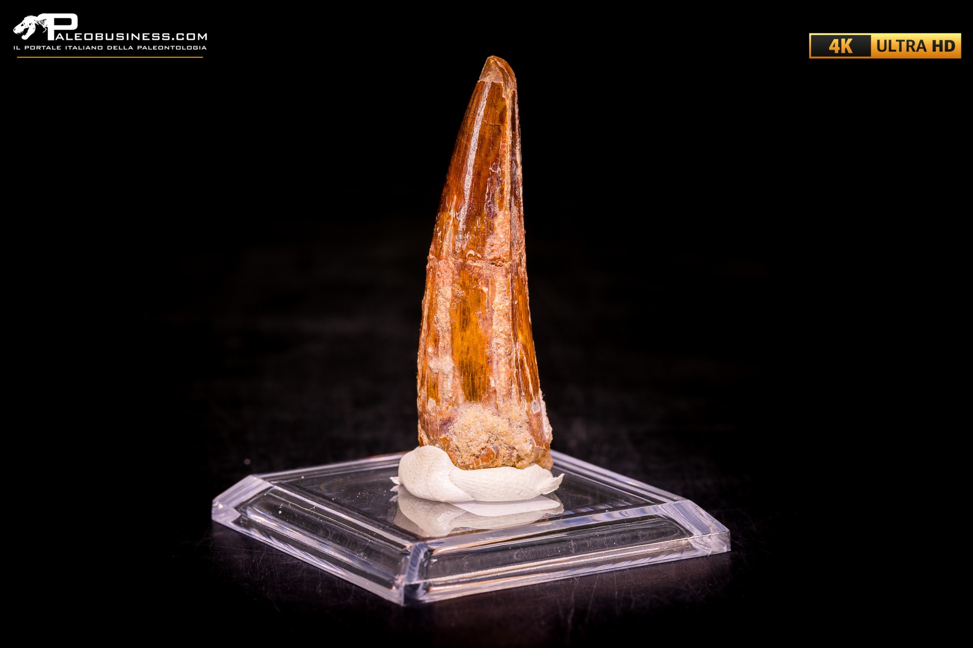 Dente di Spinosaurus aegyptiacus Dente di Spinosaurus aegyptiacus