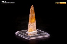 Dente di Spinosaurus aegyptiacus