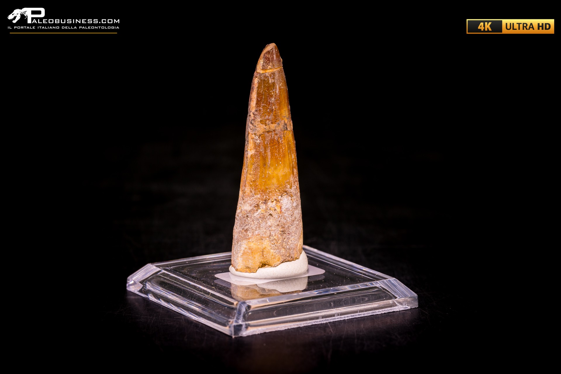 Dente di Spinosaurus aegyptiacus Dente di Spinosaurus aegyptiacus