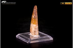 Dente di Spinosaurus aegyptiacus