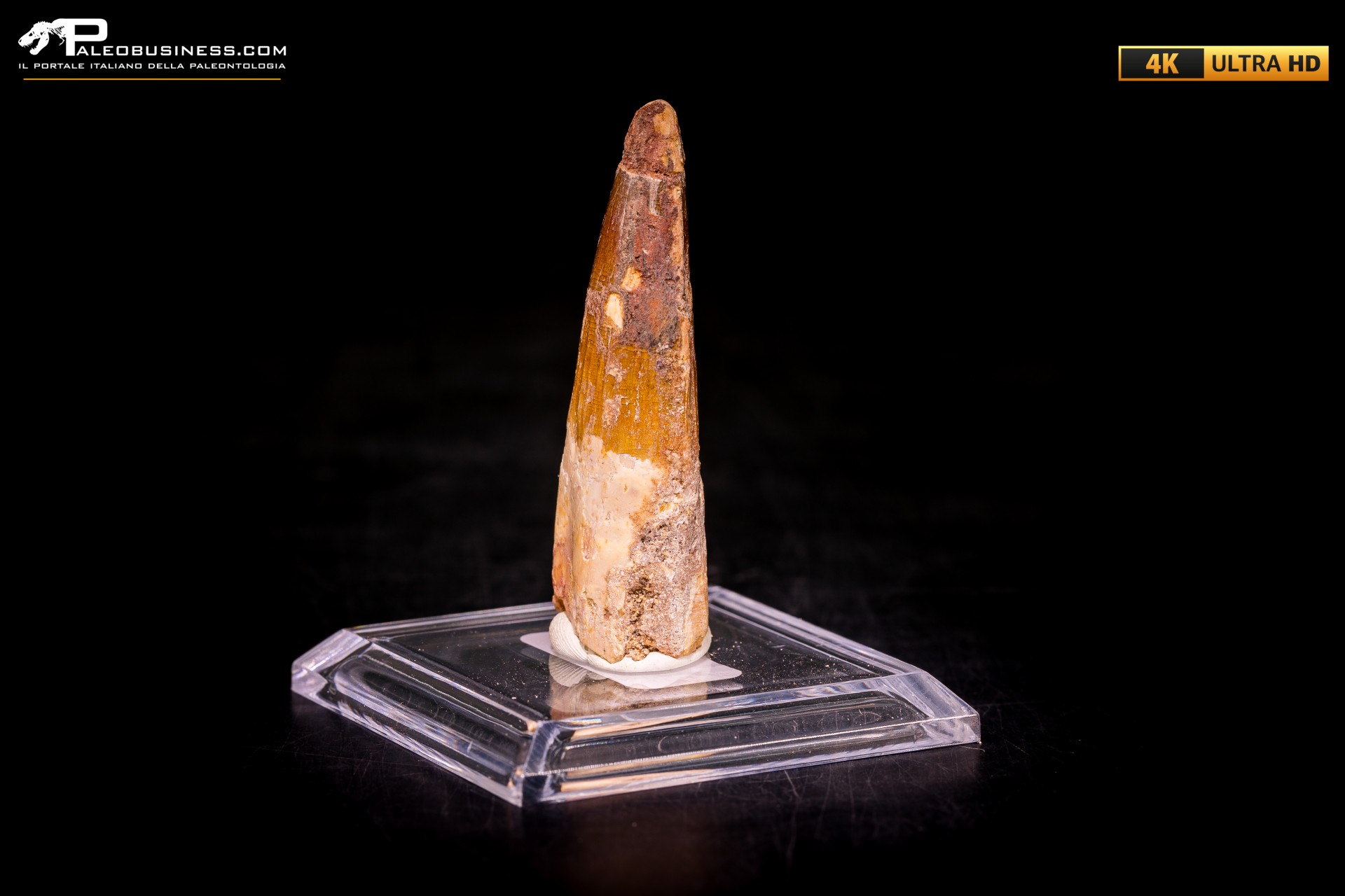 Dente di Spinosaurus aegyptiacus Dente di Spinosaurus aegyptiacus