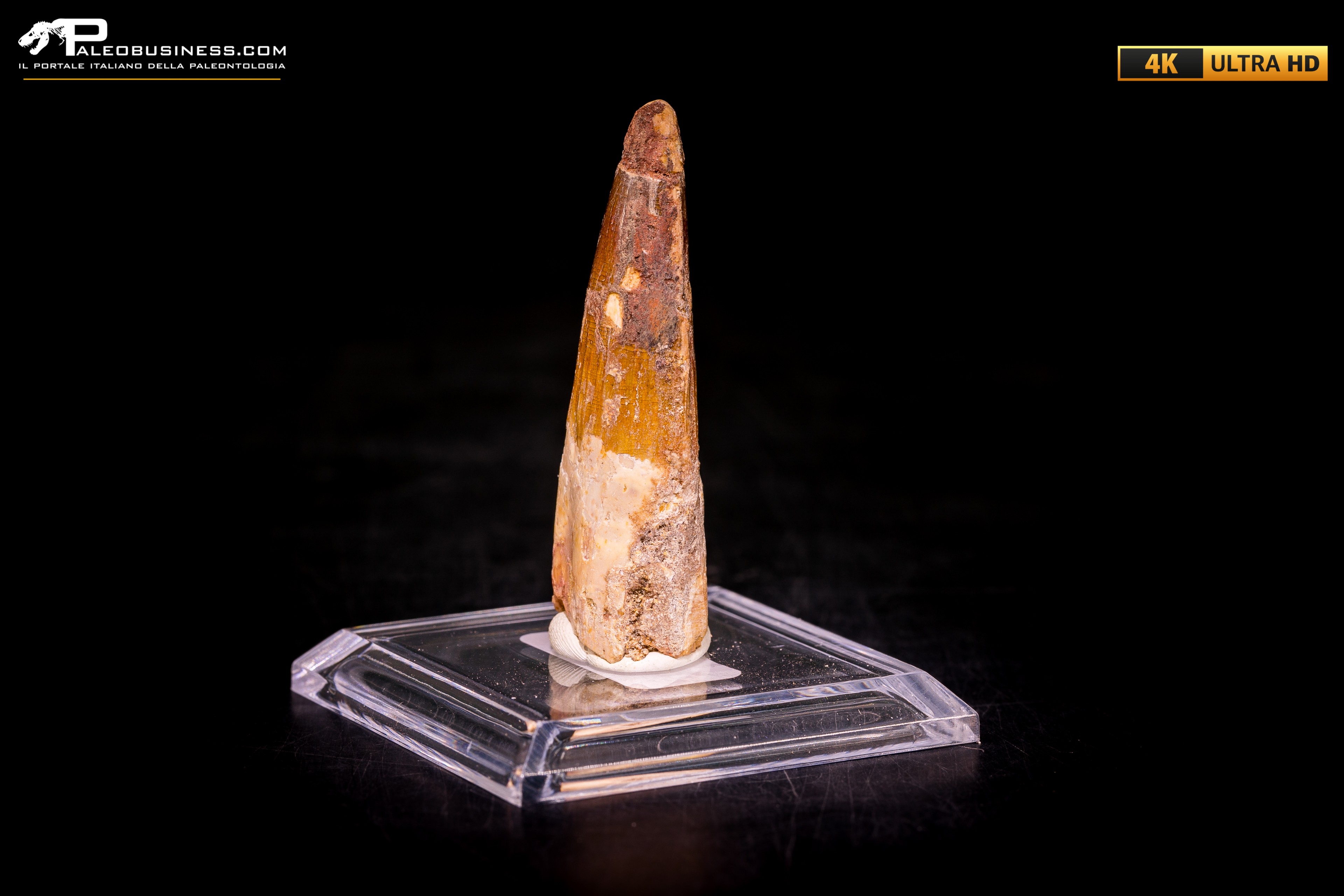 Dente di Spinosaurus aegyptiacus