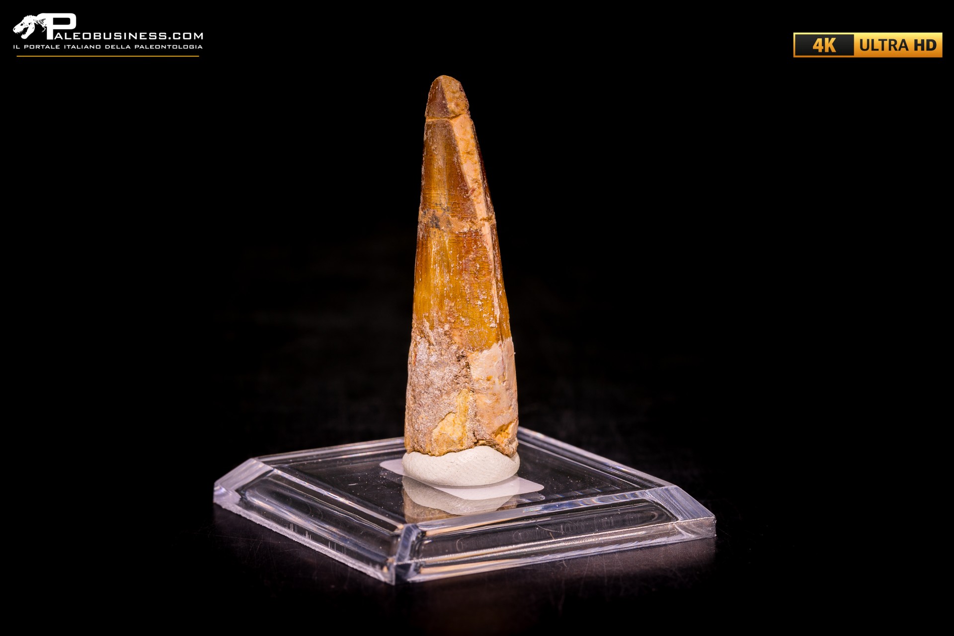 Dente di Spinosaurus aegyptiacus Dente di Spinosaurus aegyptiacus