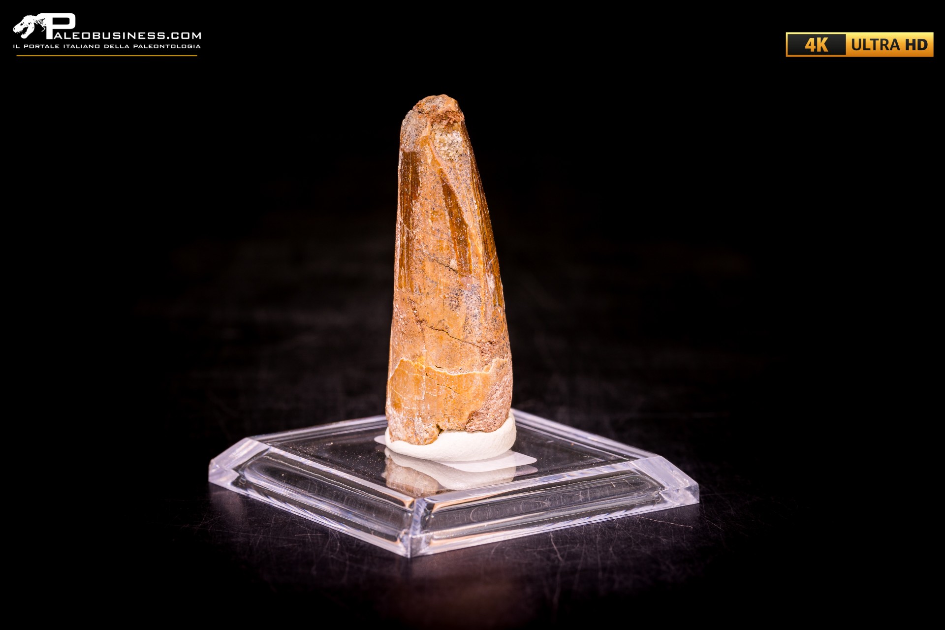 Dente di Spinosaurus aegyptiacus Dente di Spinosaurus aegyptiacus