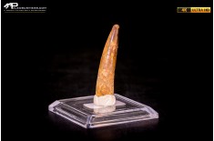 Dente di Spinosaurus aegyptiacus