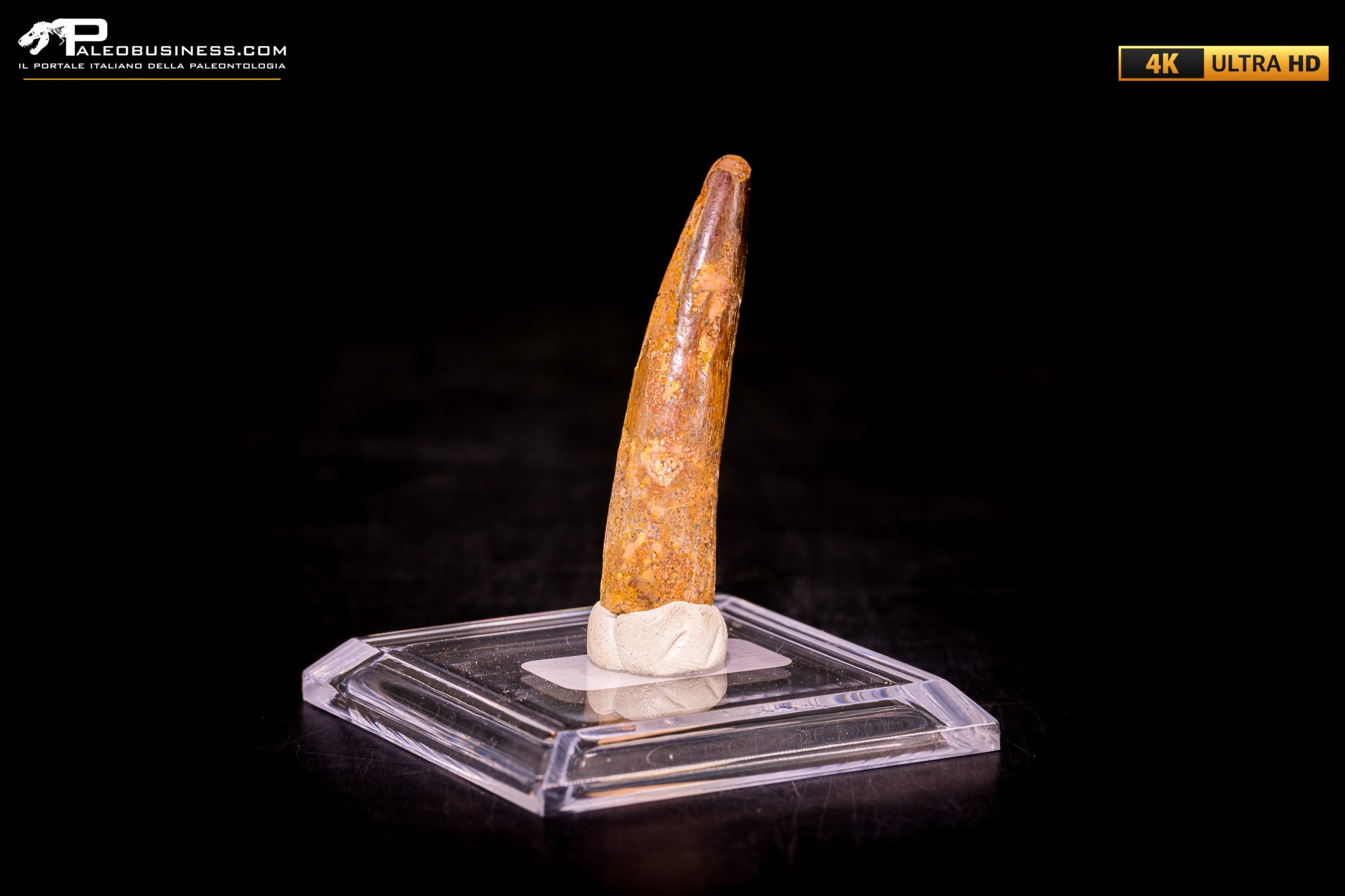 Dente di Spinosaurus aegyptiacus Dente di Spinosaurus aegyptiacus