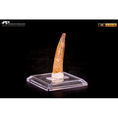 Dente di Spinosaurus aegyptiacus