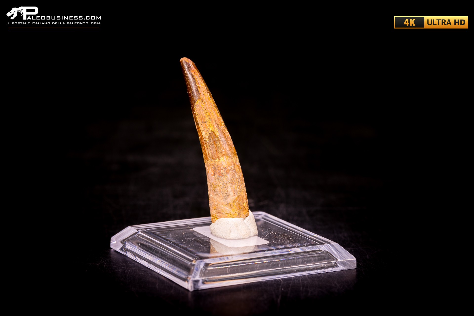 Dente di Spinosaurus aegyptiacus Dente di Spinosaurus aegyptiacus