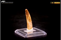 Dente di Spinosaurus aegyptiacus