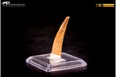 Dente di Spinosaurus aegyptiacus