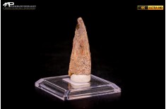 Dente di Spinosaurus aegyptiacus