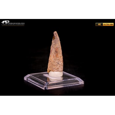 Dente di Spinosaurus aegyptiacus