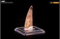 Dente di Spinosaurus aegyptiacus