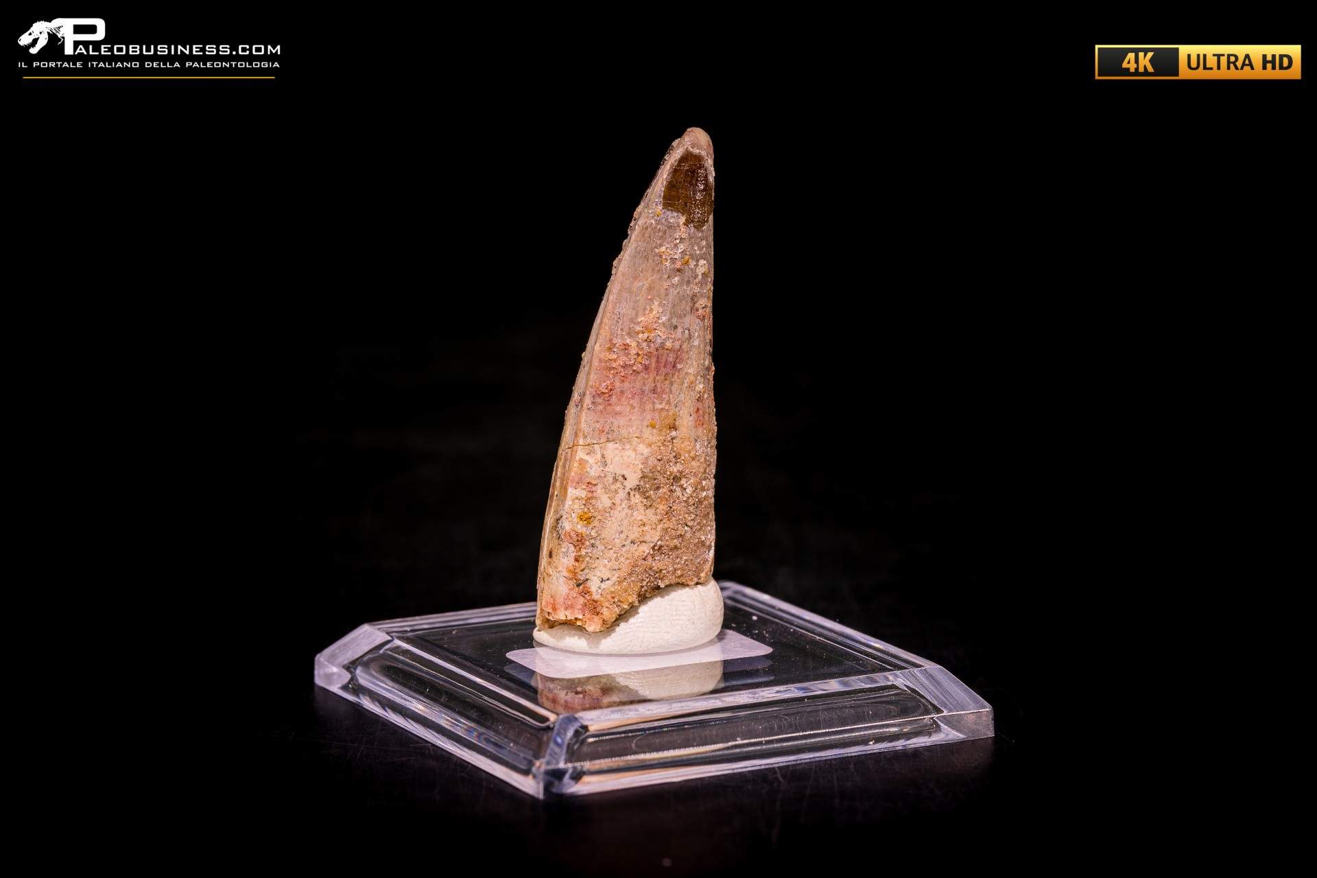 Dente di Spinosaurus aegyptiacus Dente di Spinosaurus aegyptiacus