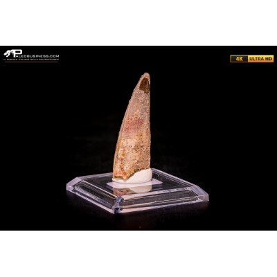 Dente di Spinosaurus aegyptiacus