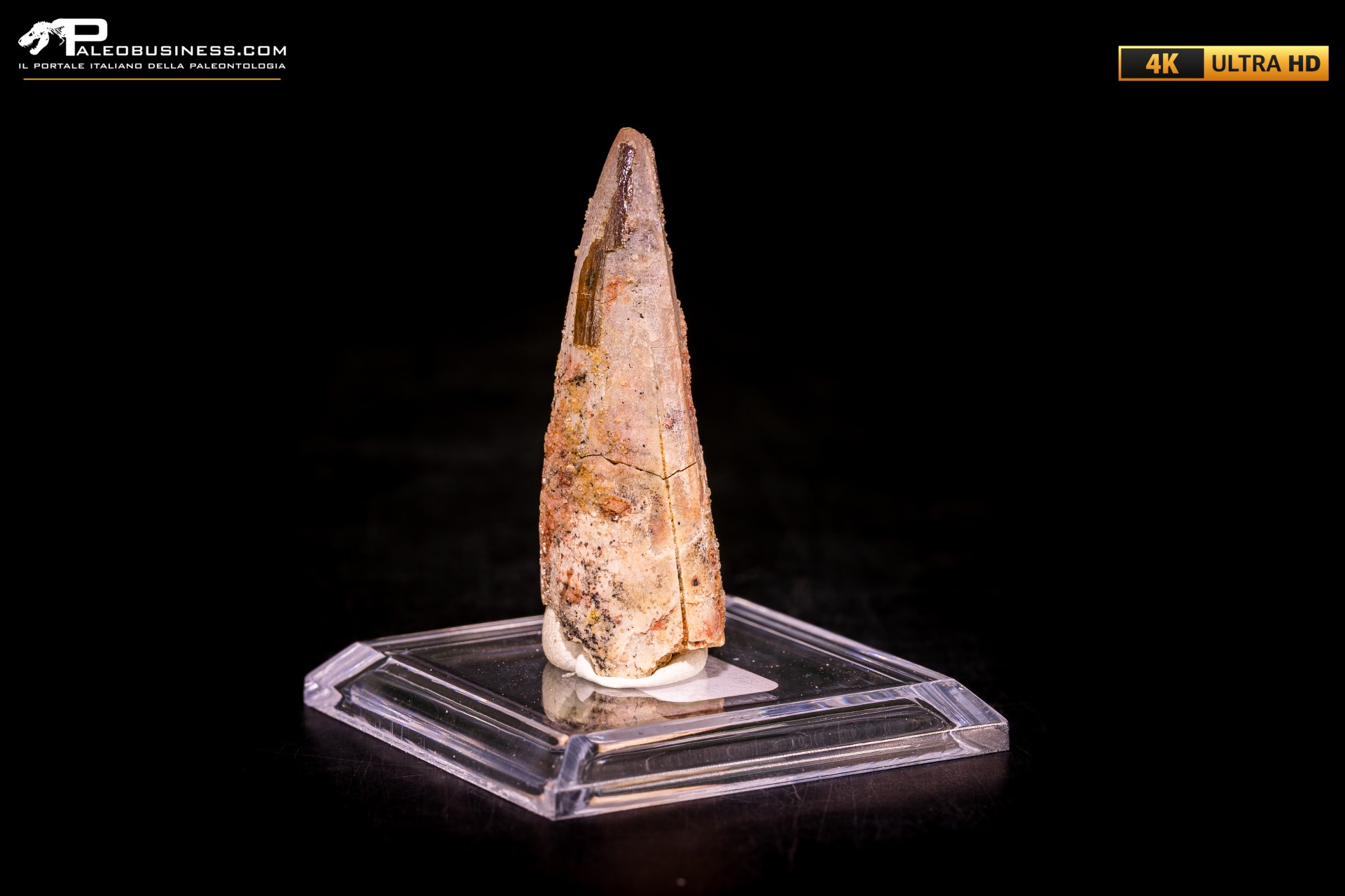 Dente di Spinosaurus aegyptiacus Dente di Spinosaurus aegyptiacus