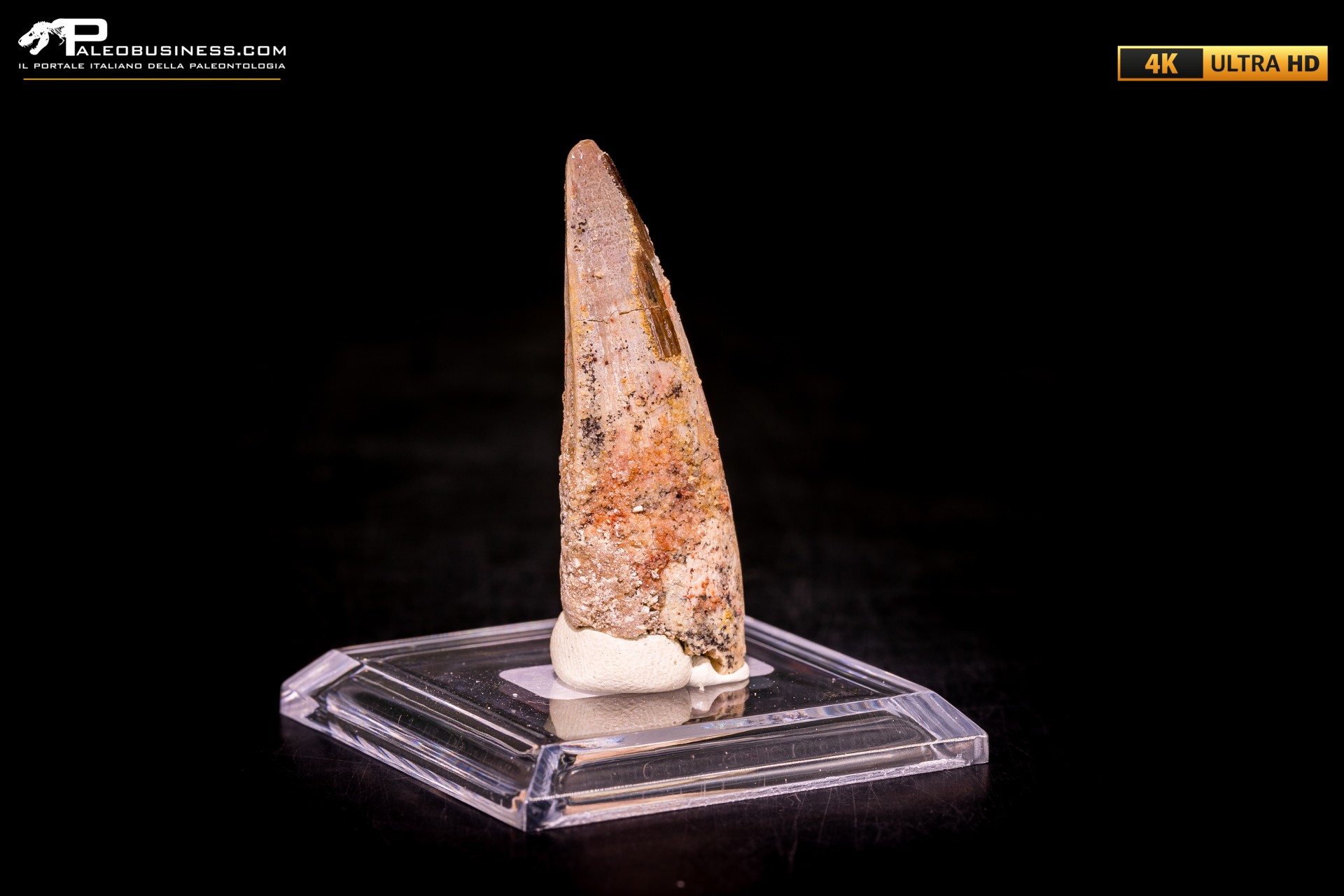 Dente di Spinosaurus aegyptiacus Dente di Spinosaurus aegyptiacus