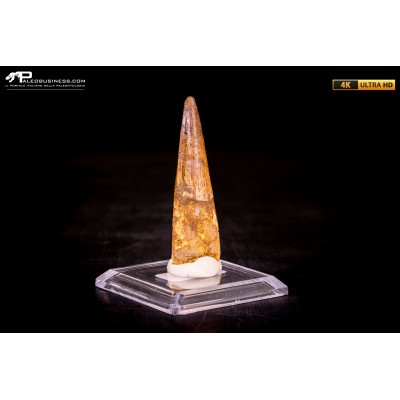 Dente di Spinosaurus aegyptiacus