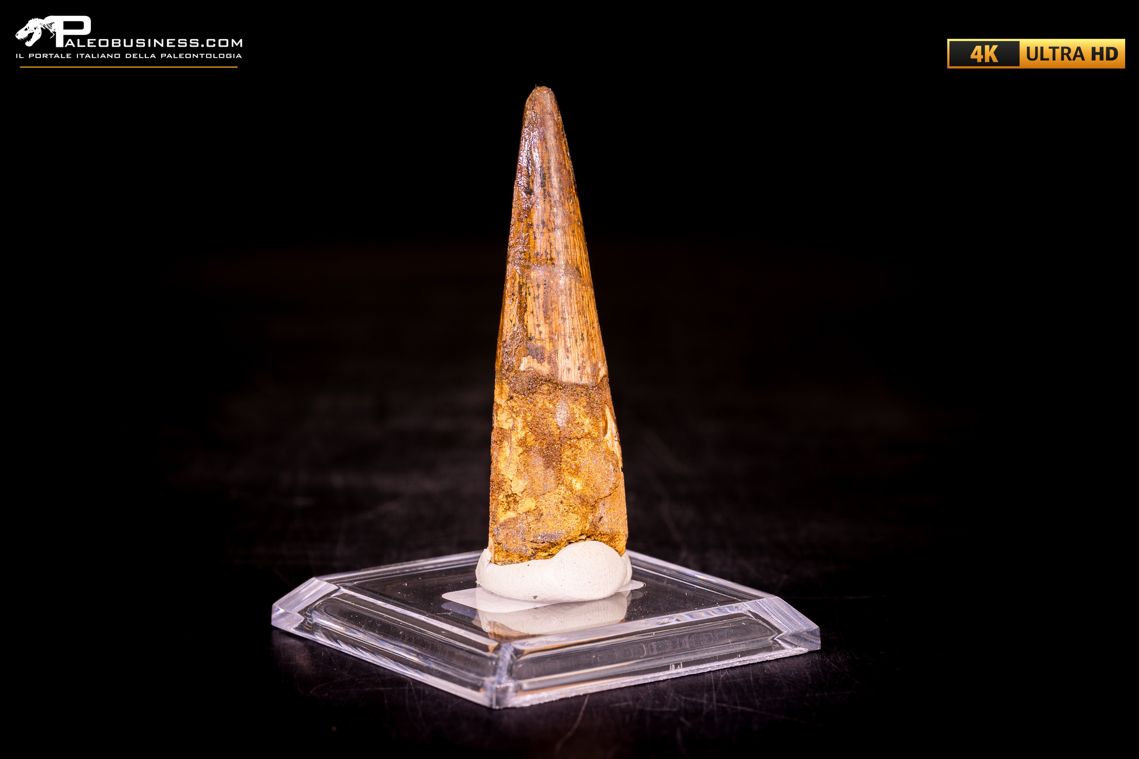 Dente di Spinosaurus aegyptiacus
