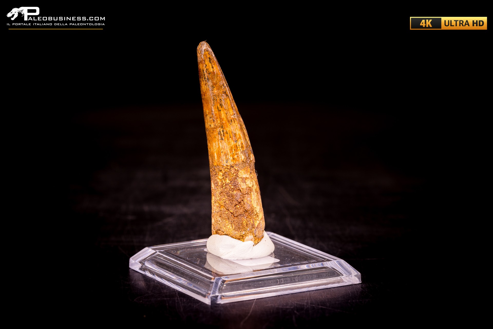 Dente di Spinosaurus aegyptiacus Dente di Spinosaurus aegyptiacus