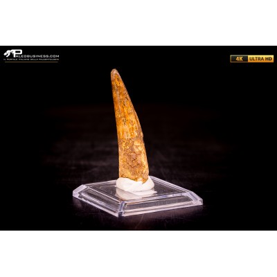 Dente di Spinosaurus aegyptiacus