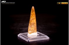 Dente di Spinosaurus aegyptiacus