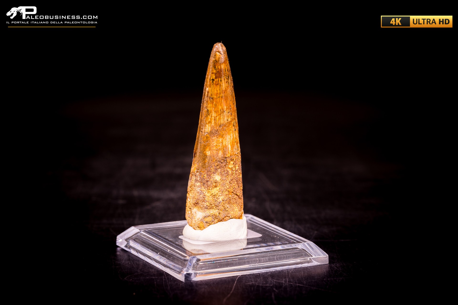 Dente di Spinosaurus aegyptiacus Dente di Spinosaurus aegyptiacus