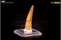 Dente di Spinosaurus aegyptiacus