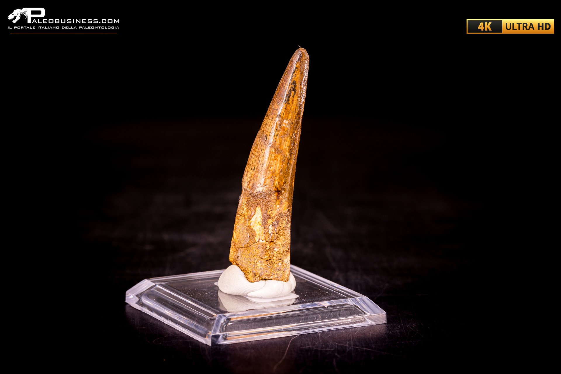 Dente di Spinosaurus aegyptiacus Dente di Spinosaurus aegyptiacus