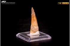 Dente di Spinosaurus aegyptiacus