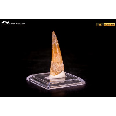 Dente di Spinosaurus aegyptiacus