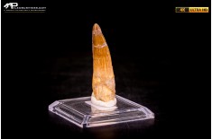 Dente di Spinosaurus aegyptiacus