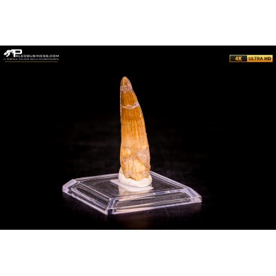 Dente di Spinosaurus aegyptiacus