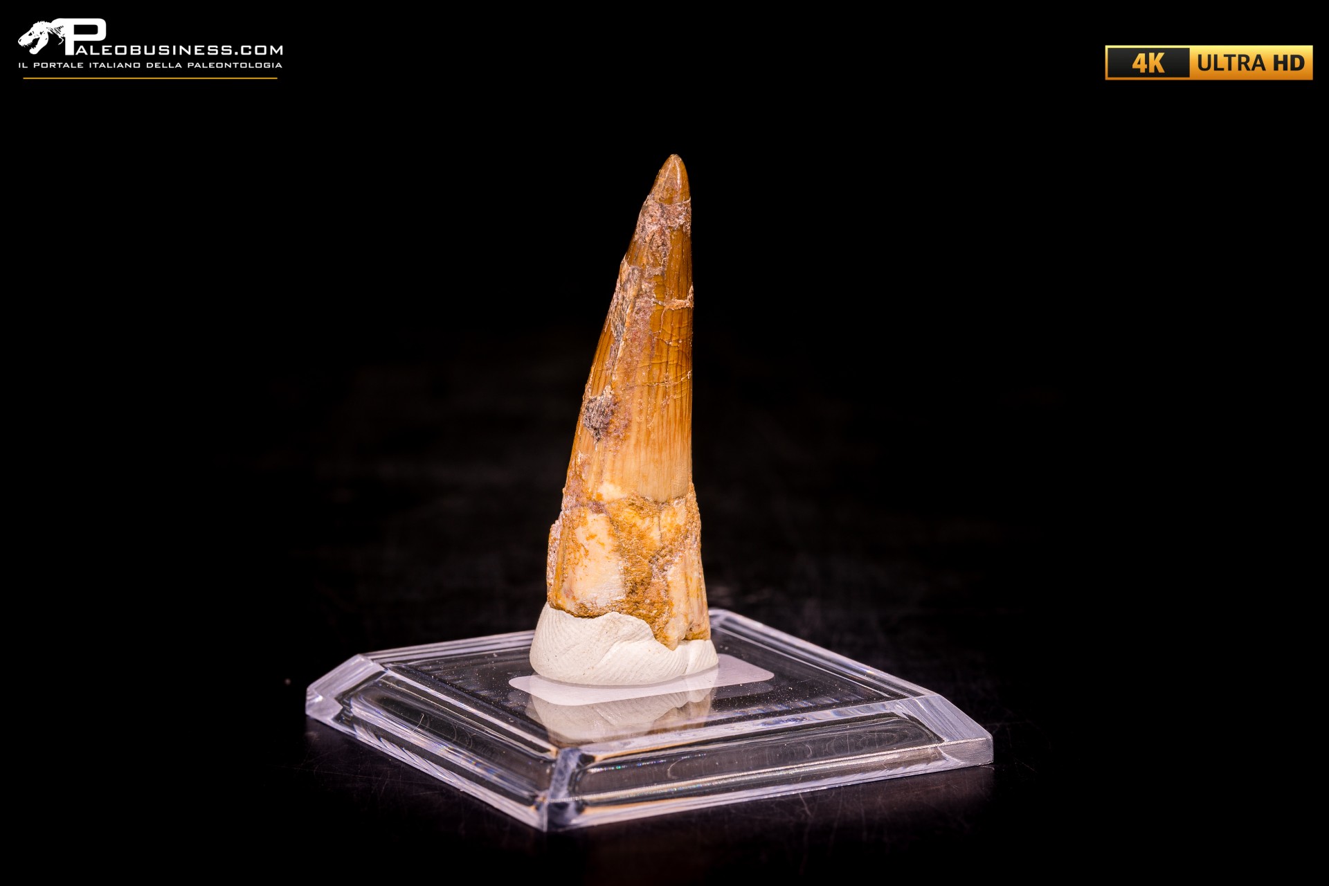 Dente di Spinosaurus aegyptiacus Dente di Spinosaurus aegyptiacus