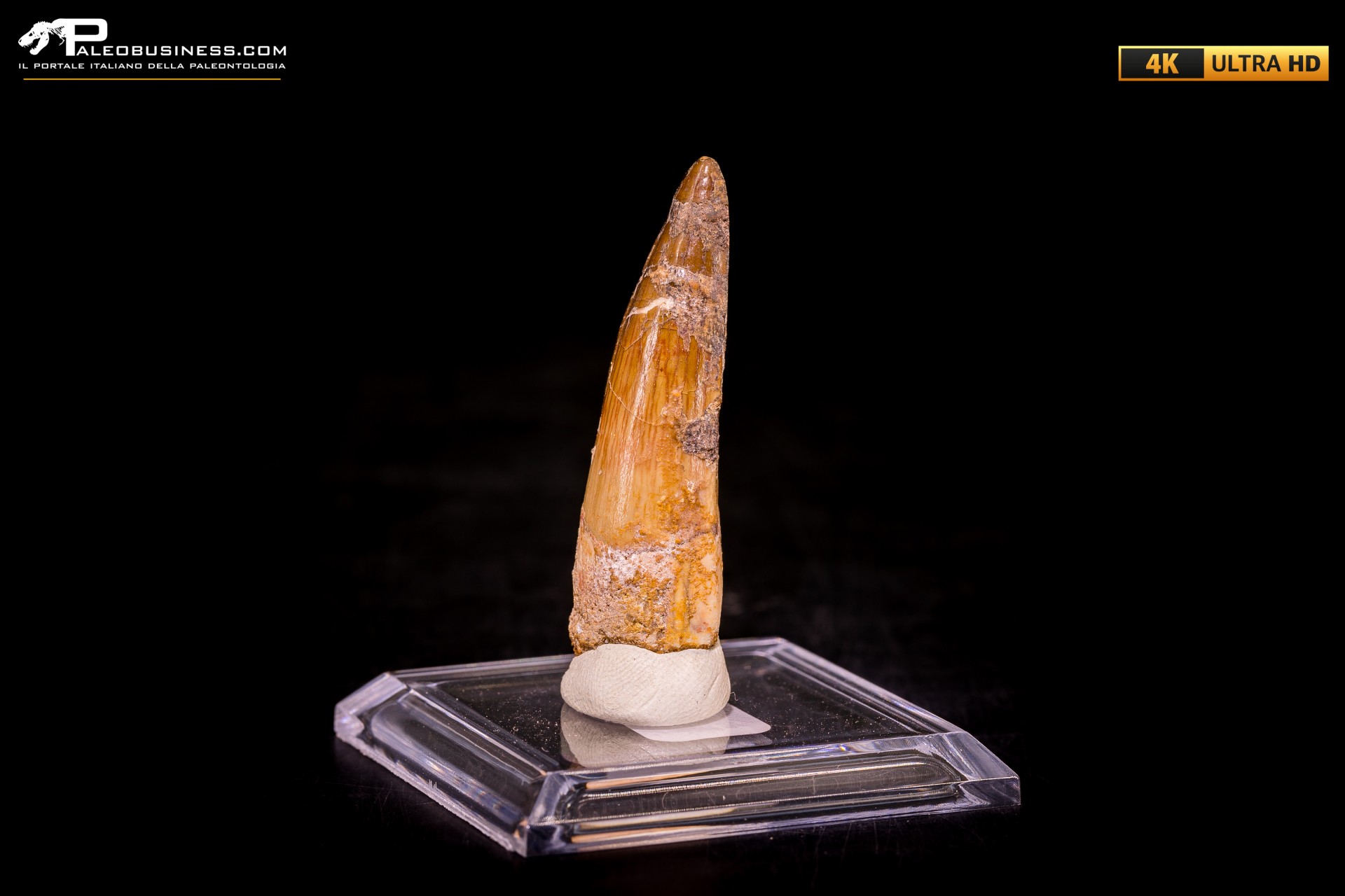 Dente di Spinosaurus aegyptiacus Dente di Spinosaurus aegyptiacus