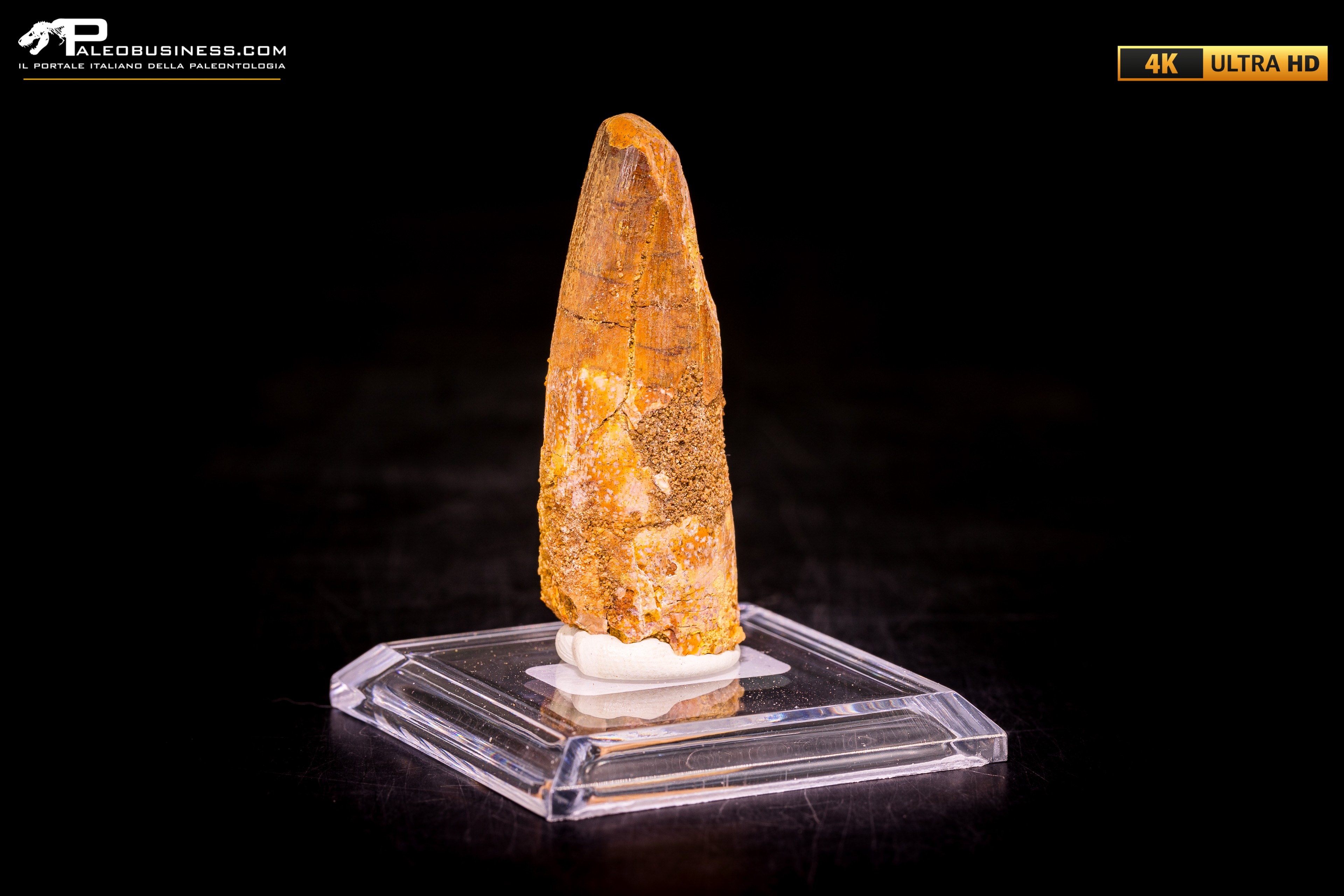Dente di Spinosaurus aegyptiacus