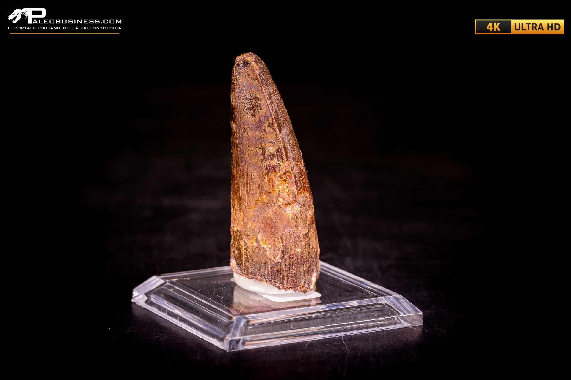 Dente di Spinosaurus aegyptiacus Dente di Spinosaurus aegyptiacus