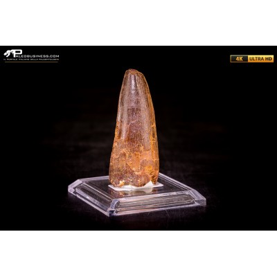 Dente di Spinosaurus aegyptiacus