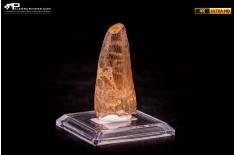 Dente di Spinosaurus aegyptiacus