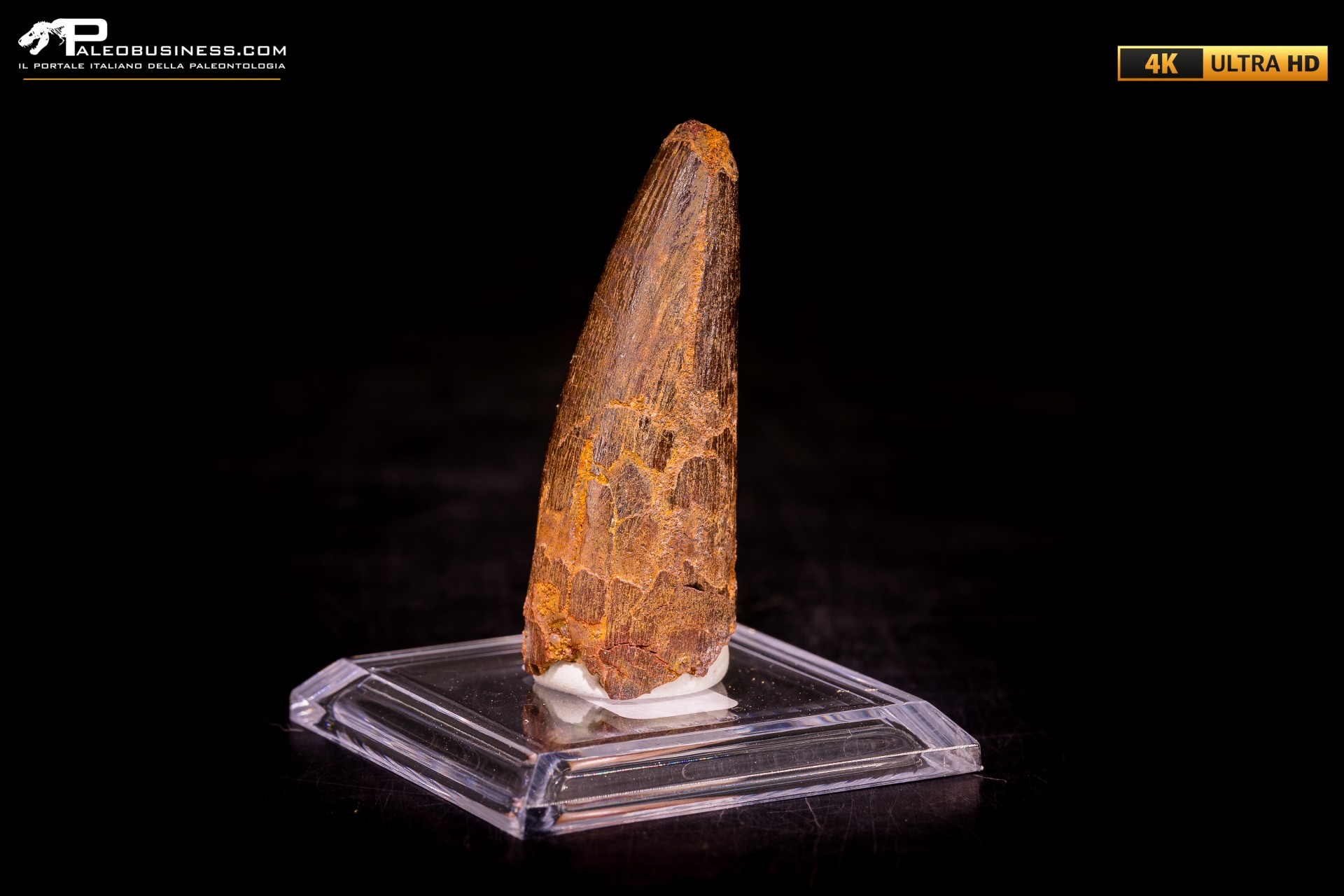 Dente di Spinosaurus aegyptiacus Dente di Spinosaurus aegyptiacus