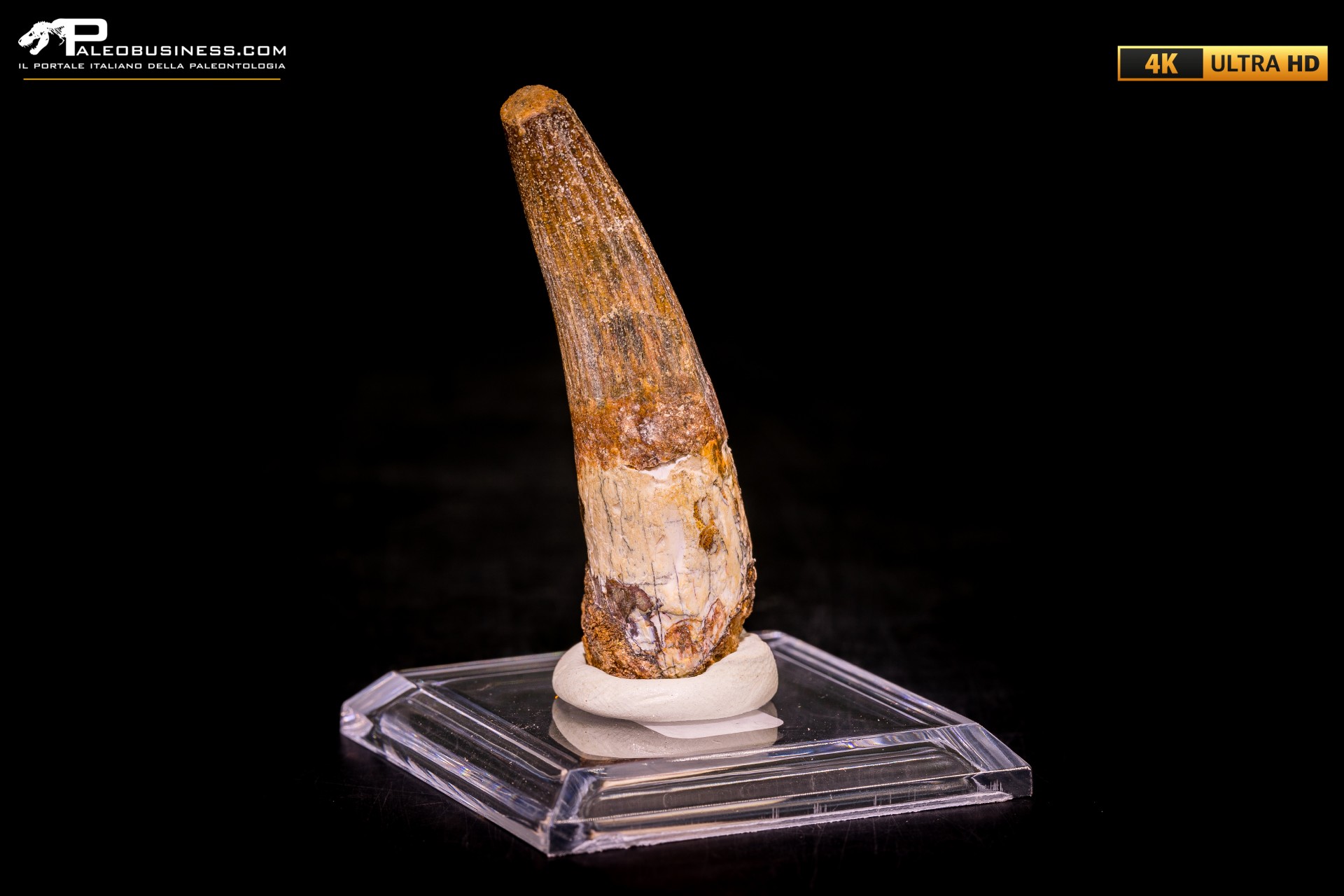 Dente di Spinosaurus aegyptiacus Dente di Spinosaurus aegyptiacus