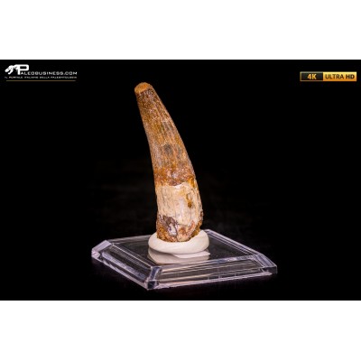 Dente di Spinosaurus aegyptiacus