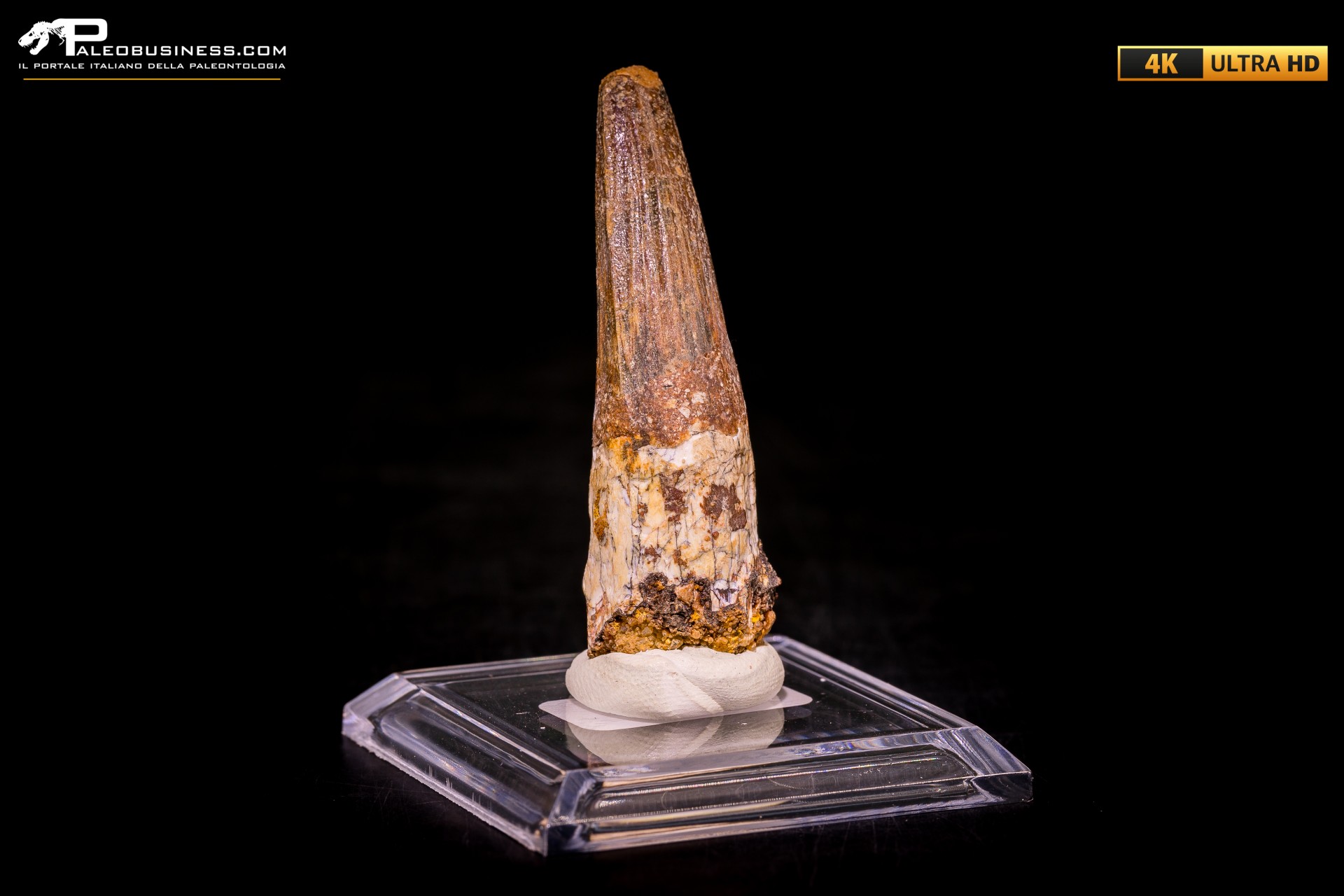 Dente di Spinosaurus aegyptiacus Dente di Spinosaurus aegyptiacus