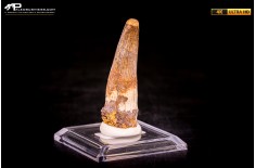 Dente di Spinosaurus aegyptiacus